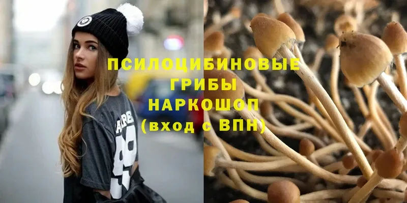 Псилоцибиновые грибы Psilocybe  Торжок 